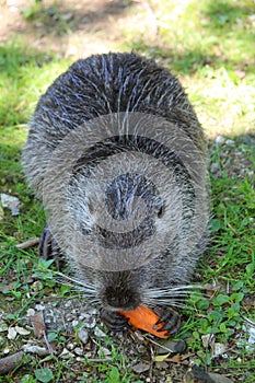 Nutria