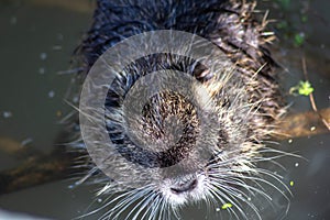 Nutria or beaver of the marshes. This species is native to the southern part of the South American continent, from Paraguay and fr