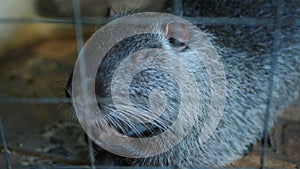 Nutria behind the cage at the contact zoo