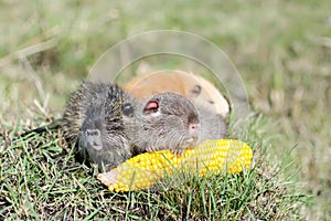 Nutria bite corn