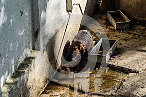 Nutria in a cage