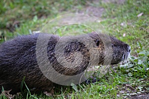 The nutria came out of the water to the shore.