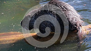 Nutria cleans her hair with her paw at the water's edge.