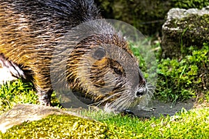 Nutria or Coypu