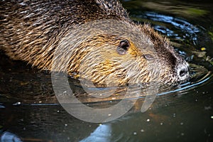 Nutria or Coypu