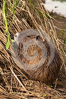 Nutria (Coypu)