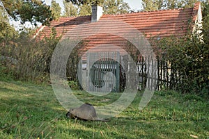 Nutria - coypu in front of the old village house.