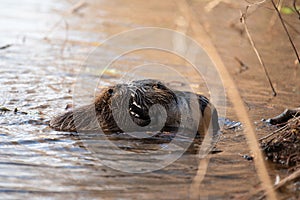 Nutria, coypu herbivorous, semiaquatic rodent member of the family Myocastoridae on the riverbed, baby animals, habintant wetlands