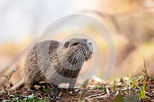 Nutria, coypu herbivorous, semiaquatic rodent member of the family Myocastoridae on the riverbed, baby animals, habintant wetlands