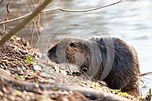 Nutria, coypu herbivorous, semiaquatic rodent member of the family Myocastoridae on the riverbed, baby animals, habintant wetlands