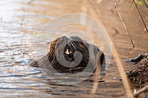 Nutria, coypu herbivorous, semiaquatic rodent member of the family Myocastoridae on the riverbed, baby animals, habintant wetlands