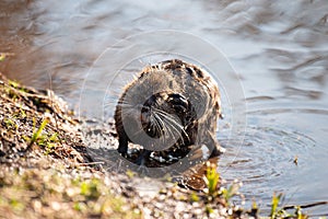 Nutria, coypu herbivorous, semiaquatic rodent member of the family Myocastoridae on the riverbed, baby animals, habintant wetlands