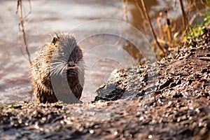 Nutria, coypu herbivorous, semiaquatic rodent member of the family Myocastoridae on the riverbed, baby animals, habintant wetlands