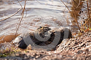 Nutria, coypu herbivorous, semiaquatic rodent member of the family Myocastoridae on the riverbed, baby animals, habintant wetlands