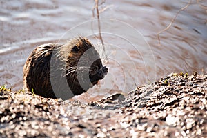 Nutria, coypu herbivorous, semiaquatic rodent member of the family Myocastoridae on the riverbed, baby animals, habintant wetlands