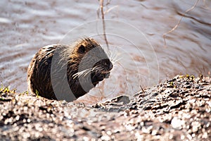 Nutria, coypu herbivorous, semiaquatic rodent member of the family Myocastoridae on the riverbed, baby animals, habintant wetlands photo