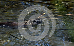 nutria, coypu, Myocastor coypus, herbivorous semiaquatic rodent photo