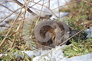Nutria cub