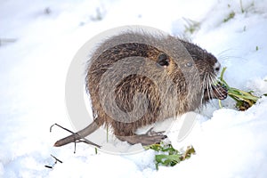 Nutria cub eating