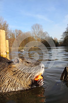 Nutria eating carrots