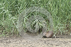 A nutria eating close to a reed