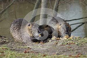 The nutria family at dinner