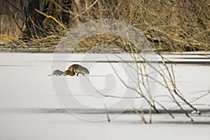 A nutria family running over the fully iced pond at the Mönchbruch natural reserve.