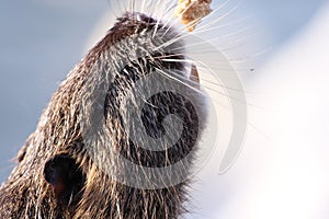 nutria feeding bread yellow teeth photo