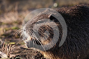 nutria feeding bread a riverside photo