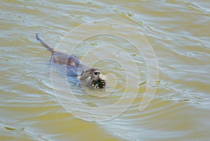 Nutria feeding on river plant stems