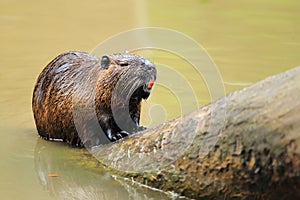 Nutria