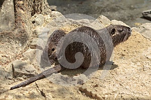 Nutria with her child