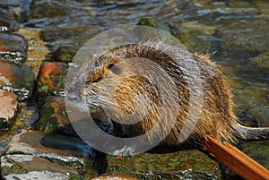 Nutria large rodent from South America