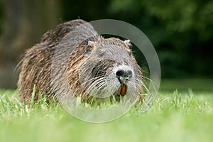 Nutria with large teeth in grass