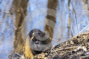 A nutria leaving a creek in BÃ¼ttelborn in Hesse, Germany at a cold day in winter.