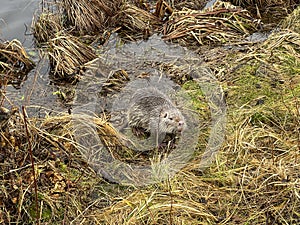 Nutria living wild in the pond area in Kalety Zielona, Poland