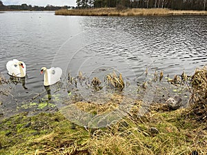 Nutria living wild in the pond area in Kalety Zielona, Poland