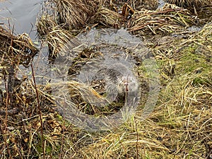 Nutria living wild in the pond area in Kalety Zielona, Poland