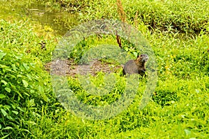 A Nutria Looks Up from Grazing in a Wetland Habitat.