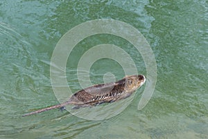 Nutria, the middle plan of a nutria floating on a river, lake or pond on a sunny day. Wild animals, animals in the