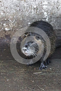 Nutria muzzle close-up