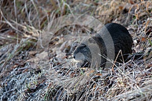 Nutria Myocaster coypus