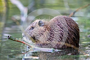 Nutria Myocaster coypus