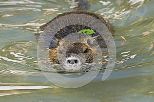 Nutria, myocastor coypus photo