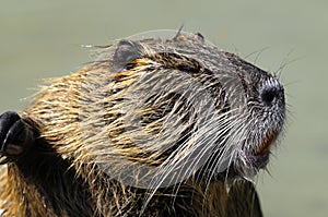 Nutria, myocastor coypus