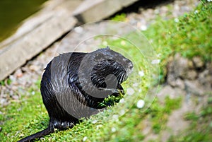 Nutria (Myocastor coypus