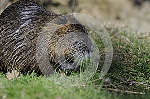 Nutria (Myocastor coypus)