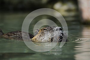 Nutria (Myocastor coypus) photo