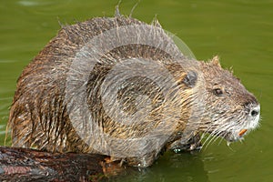 Nutria (Myocastor coypus)