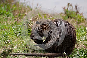 Nutria (Myocastor coypus)